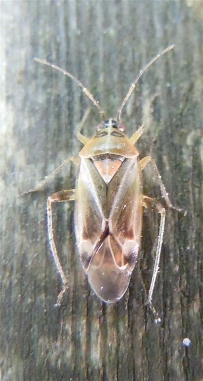 Miridae: Harpocera thoracica della Campania (CE)